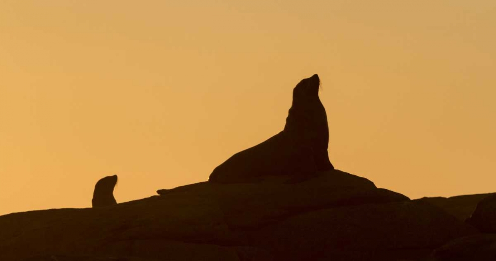 South Boulderbaai Seal silhouetted at sunset